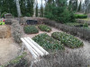 Кладбище «Gauriņu», волость Залениеку, январь 2020 г. Роль надгробника выполняет растение эфия.