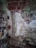 Семейный склеп Меллин и Пистолькорс, Бирини, Либажский край, август 2020 г. Развалины склепа. Барельефные украшения стен.